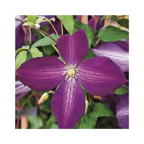 Clématite jackmanii purpurea zojapur coloris violet. Le pot de 6 litres