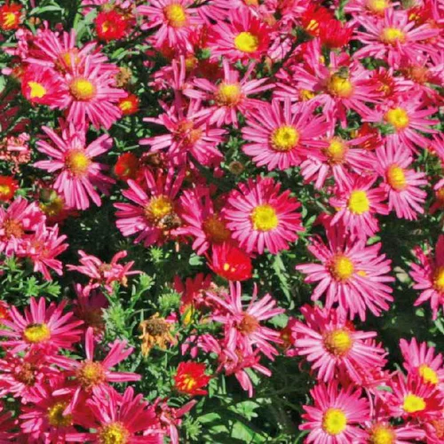 Aster Haut Aut - rouge - Le pot de 9 x 9 cm