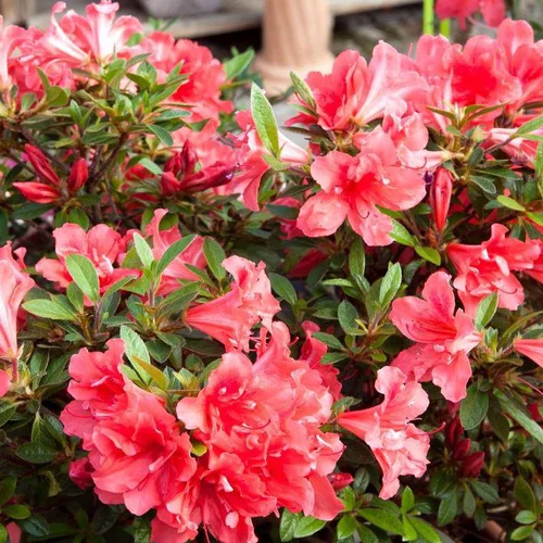 Azalée Encore Sunset rose. Le pot de 4 litres