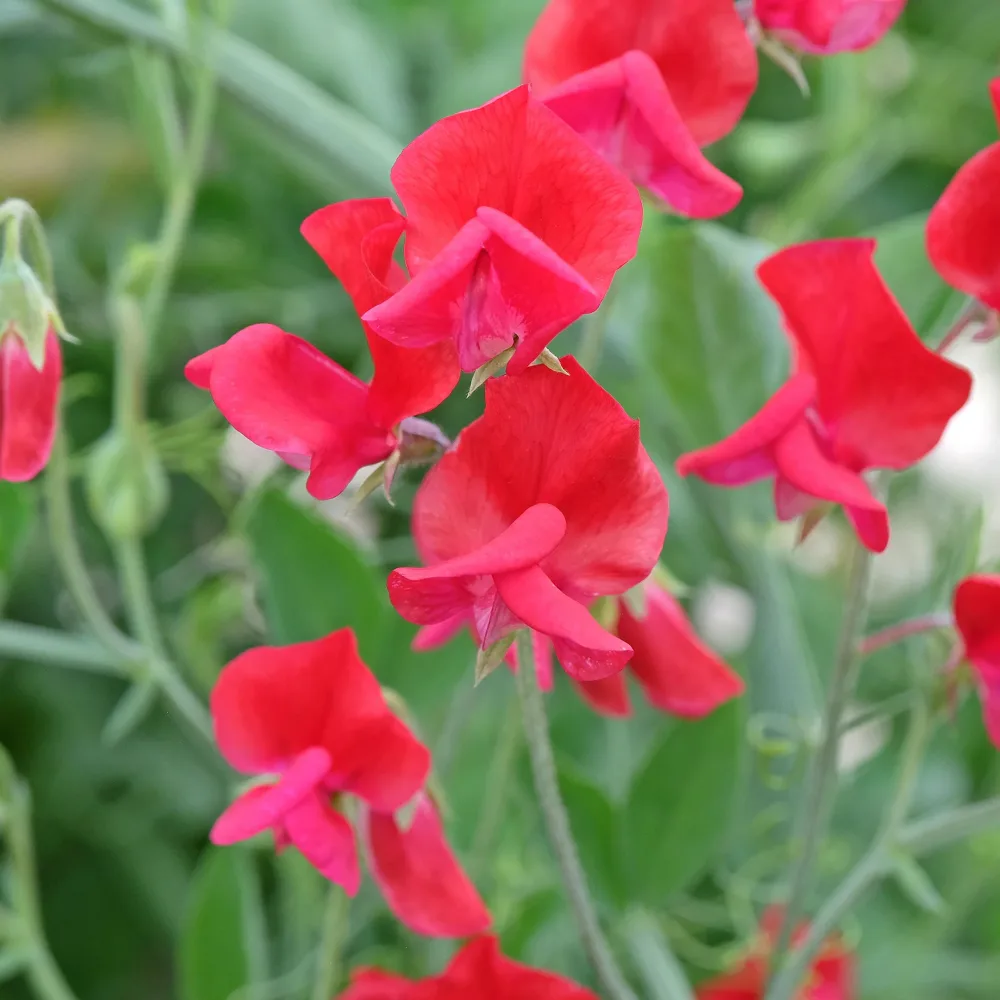 Pois de senteur King Edward the 7th 1903 Lathyrus odoratus grandiflorus king edward the 7th 1903
