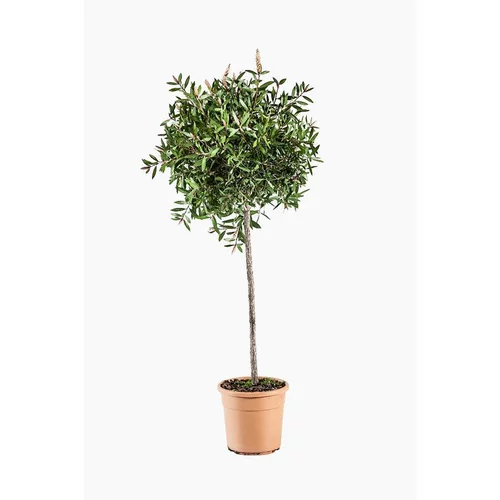 Rince bouteille (Callistemon Citrinus Splendens) 1/2 tige. Le pot de 7 litres