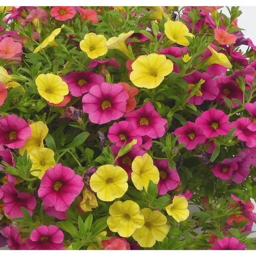 Calibrachoa ou mini Pétunia à fleurs multicolores - Le pot Ø 13 cm