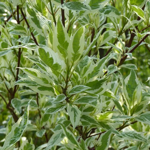 Cornouiller blanc Ivory Halo (Cornus Alba) 80/100. Le pot de 10 litres