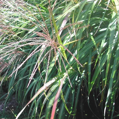 Miscanthus ou eulalie - Le pot de 4,5 litres.
