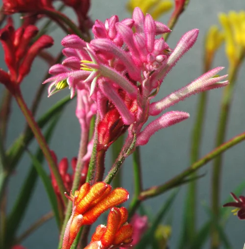 Anigozanthos. Le pot de 6 litres