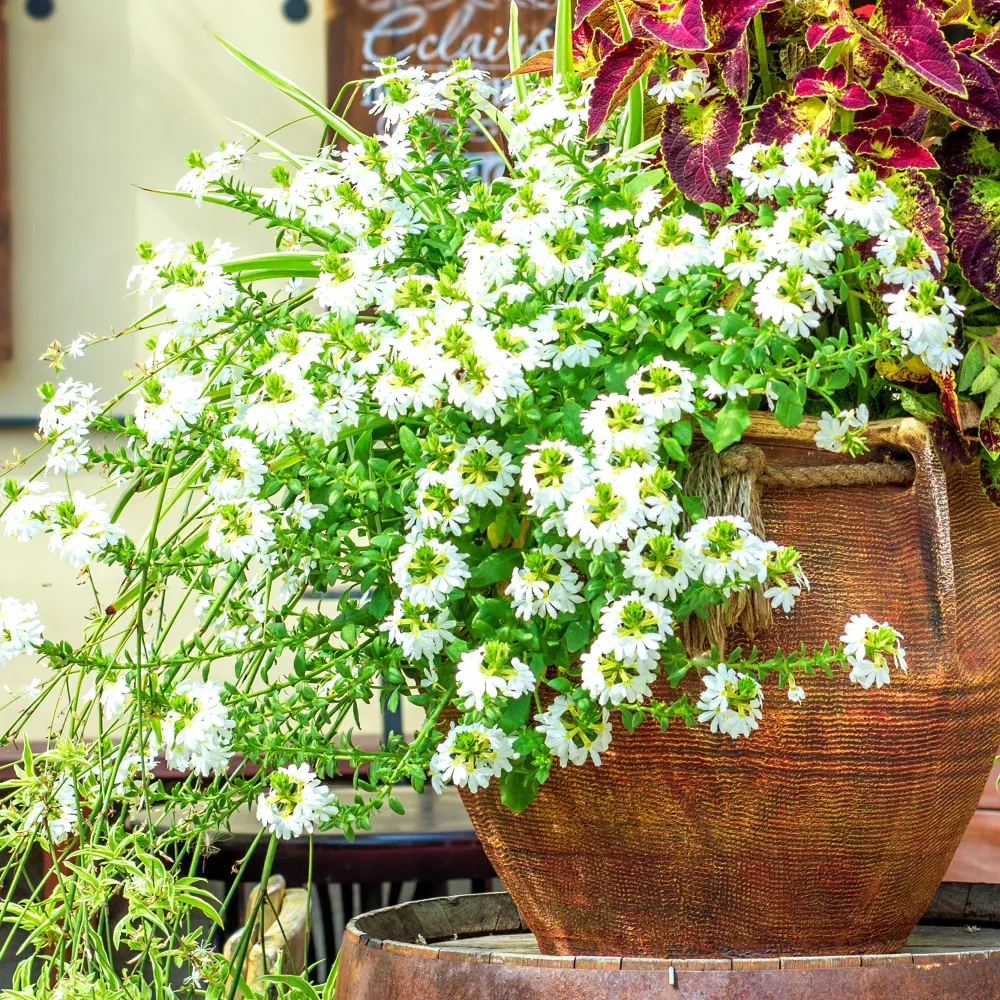 Scaevola blanche Scaevola blanc