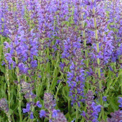 Sauge des bois Rügen Salvia nemorosa rügen
