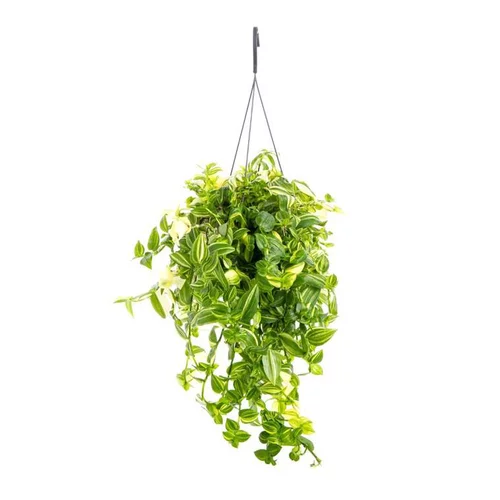 Tradescantia Yellow Hill suspension Ø17/18xH40 cm