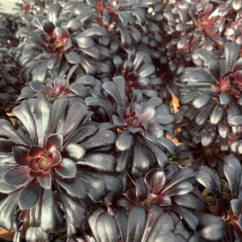 Aeonium Arboreum Atropurpureum. Le pot de 2 litres