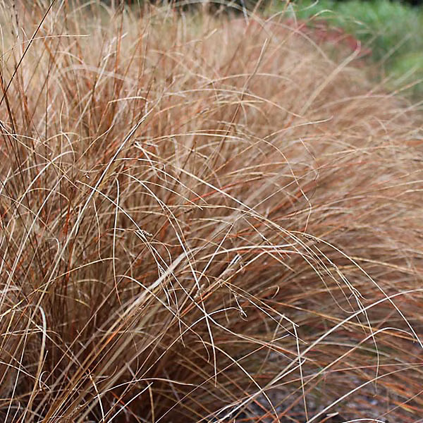 6 x Laîche de buchanan – Carex buchananii | godet 9cm x 9cm