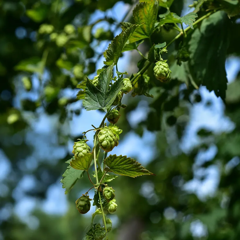 Houblon Cascade Humulus lupulus Cascade