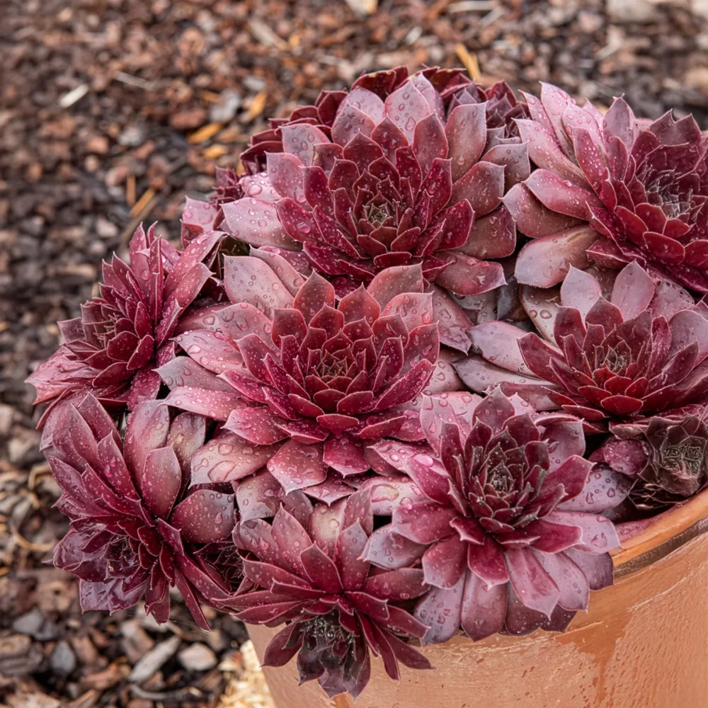 Joubarbe Chick Charms® Chocolate Kiss - Sempervivum Sempervivum Chick Charms® Chocolate Kiss