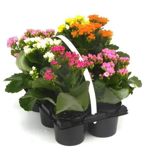 Kalanchoé - Le pack de 6 plants