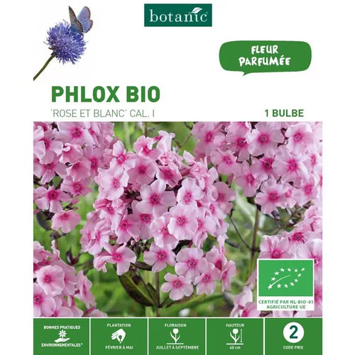 Phlox rose/blanc bio botanic® - 1 bulbe