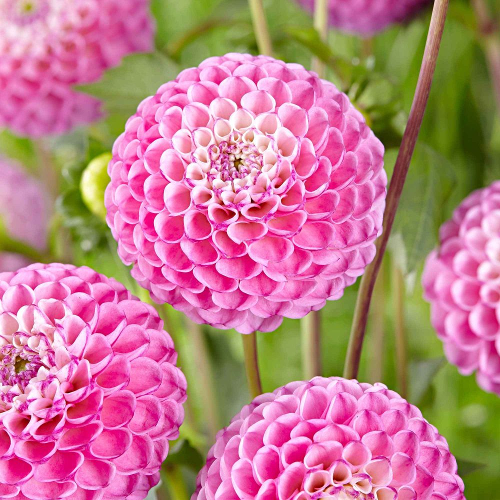 3 Dahlias Zippity Do Da Dahlia 'zippity do da'