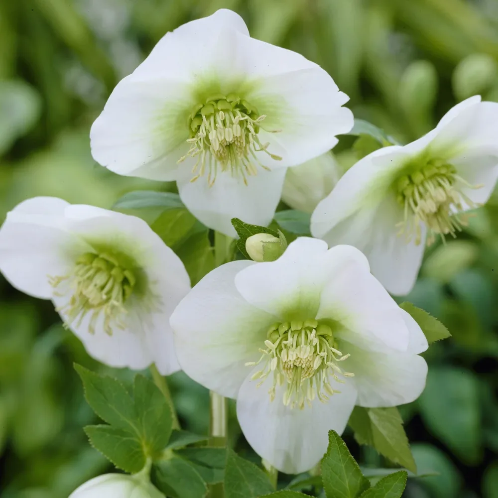 Héllébore d'Orient White Lady Helleborus orientalis White Lady