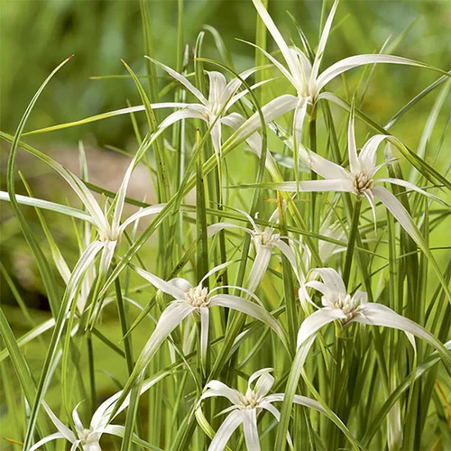 Herbe étoilée godet pot de 3 litres