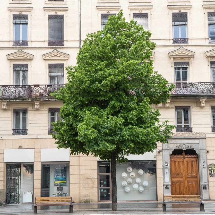 Tilleul de Crimée Euchlora Tilia europaea Euchlora