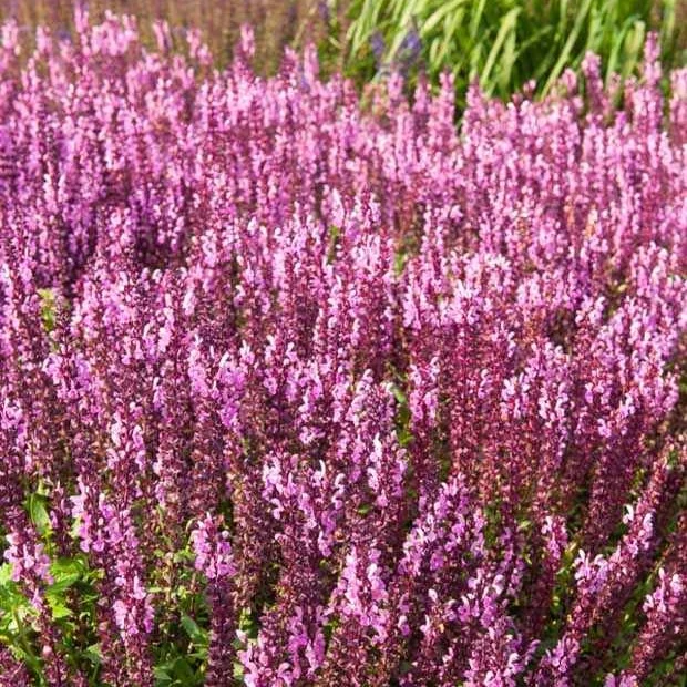Sauge des bois rose clair Salvia nemorosa sensation pink