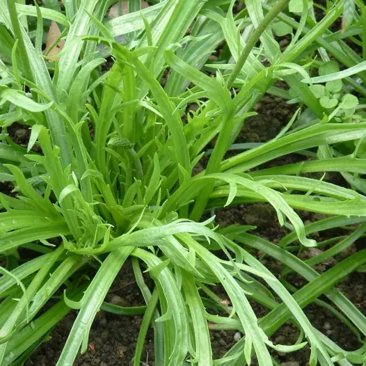 Semences bio de Plantain Corne de Cerf