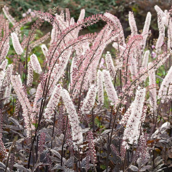 Cierge d'argent Pink Spike Actaea simplex Pink Spike