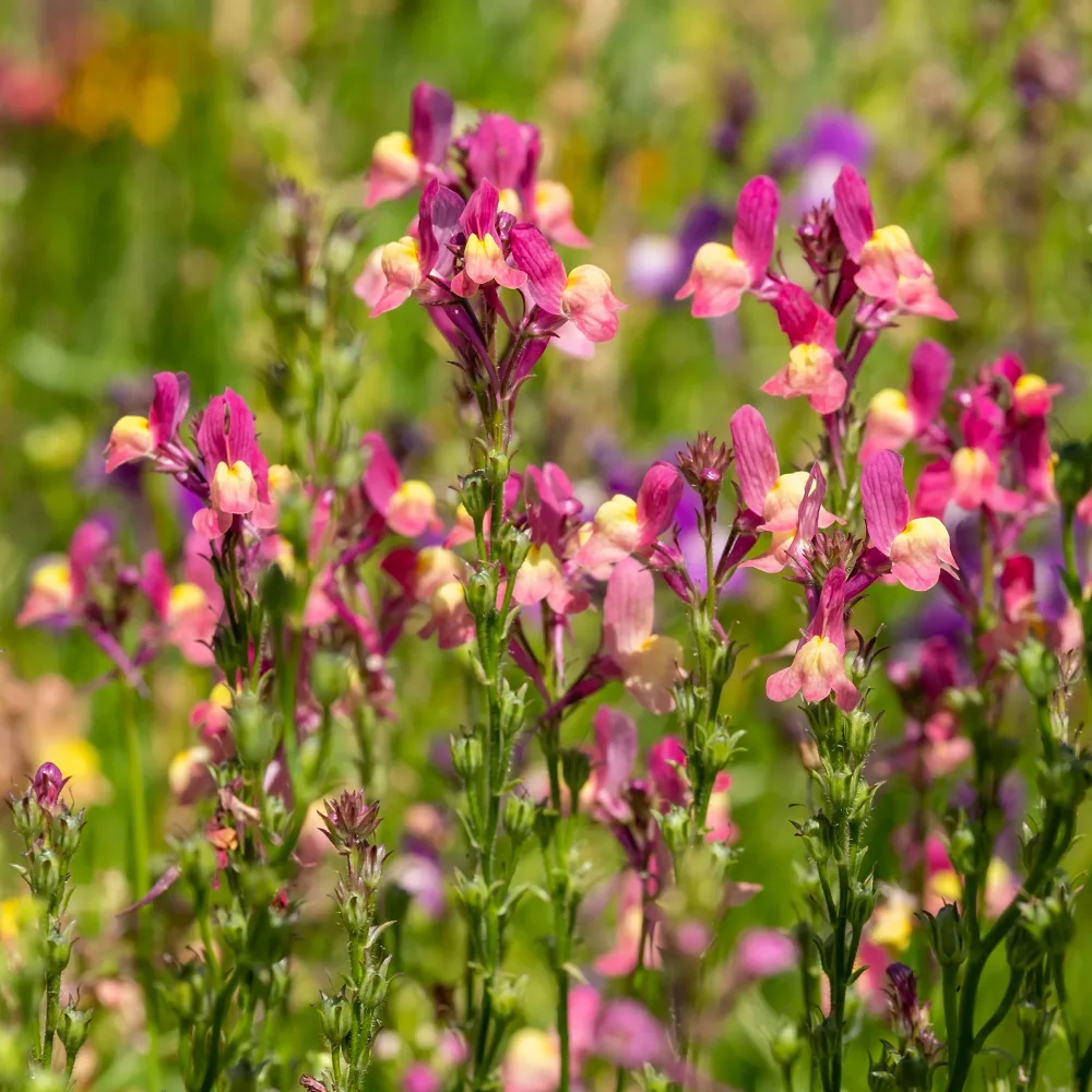 Linaria Northern Lights Linaria maroccana Northern Lights