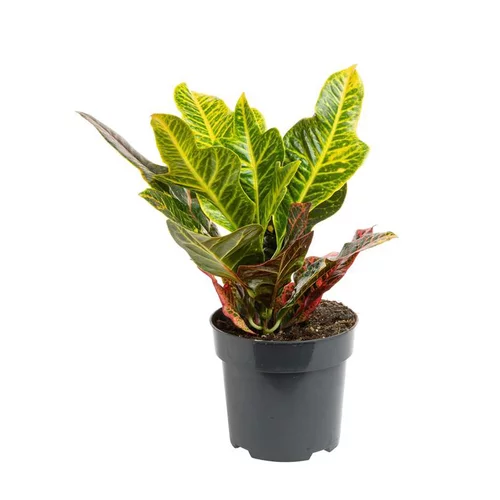 Croton Excellent pot Ø12 cm/ H50 cm
