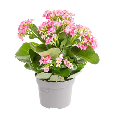 Kalanchoe. Le pot de Ø 10.5 cm