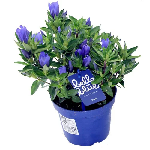 Gentiane Scabra - Le pot de 10,5 cm