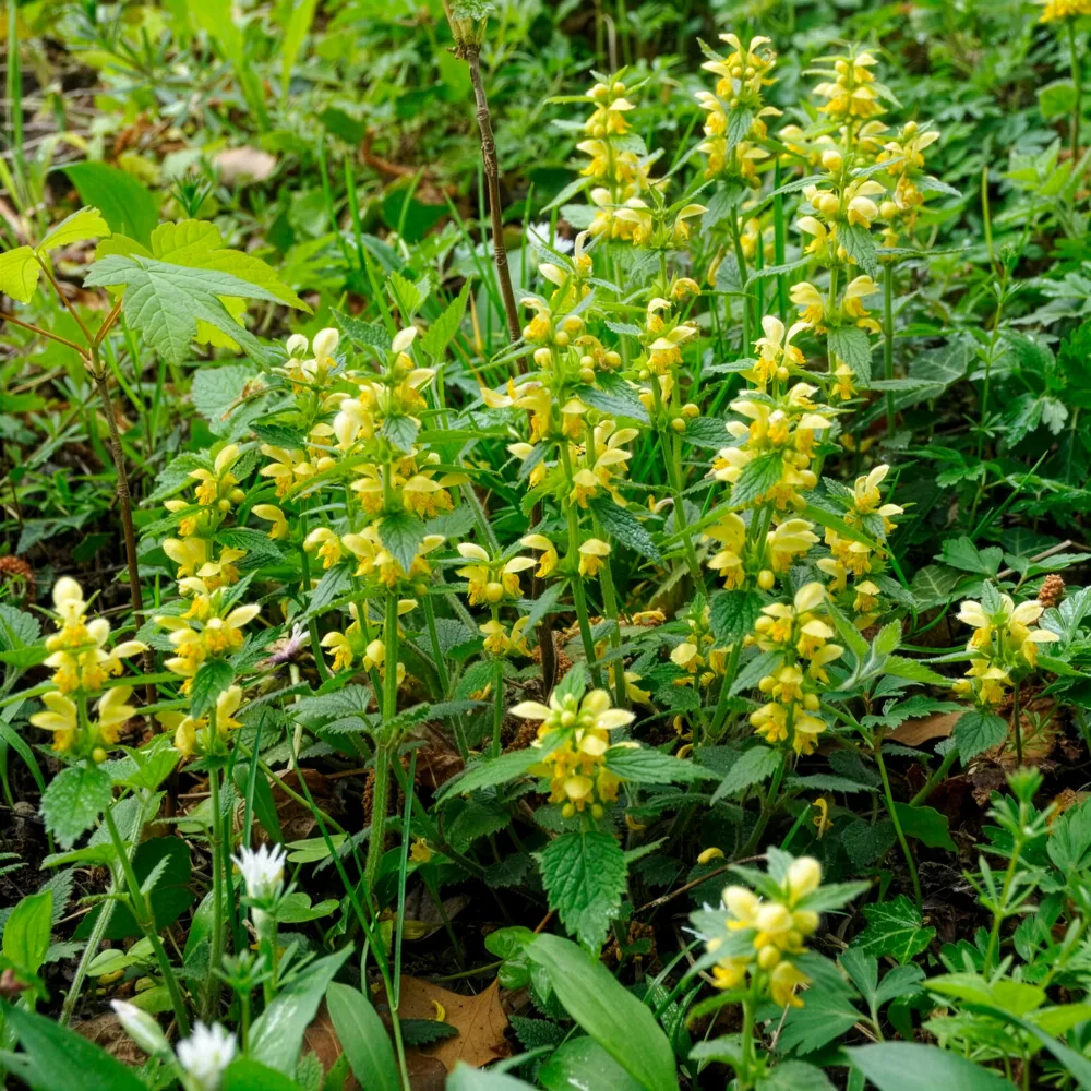 Lamier doré Lamium galeobdolon