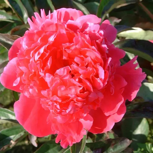 Pivoine Félix Crousse - Le pot de 1 litre