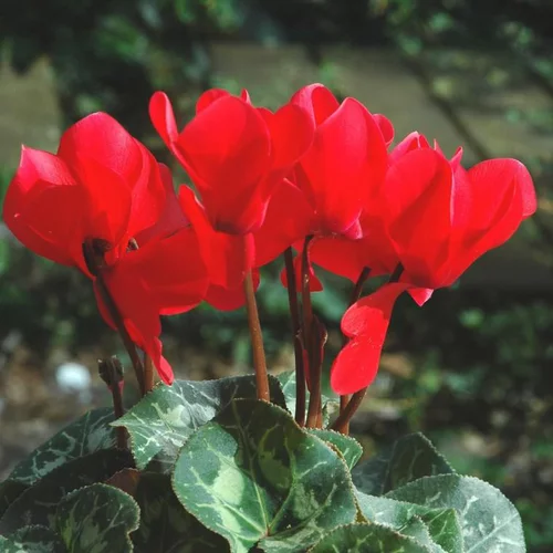 Cyclamen Latinia - Le pot de 10 litres