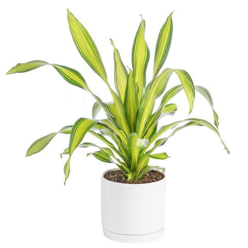 Dracaena Charley jaune en pot blanc émaillé botanic®. Le pot Ø 30 cm