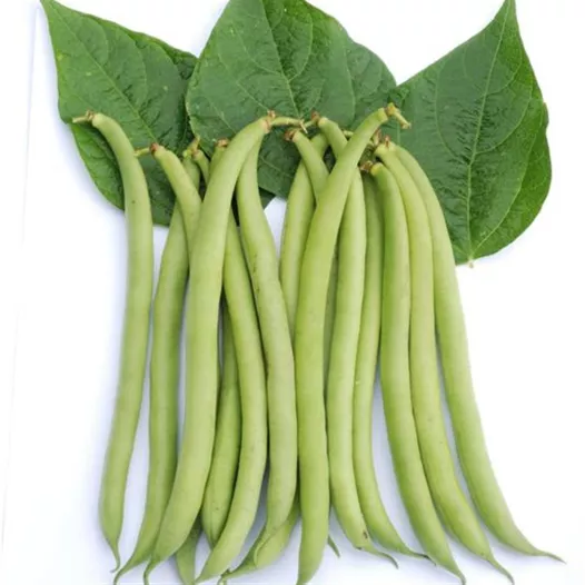 Semences bio et reproductibles de Haricot Maxi