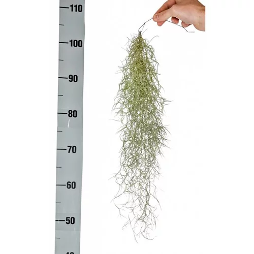 Tillandsia usneoidus vert 50 cm