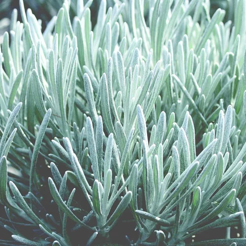 Helichrysum Italicum Korma - Le pot de 4 litres