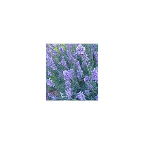 Lavande Hidcote - Le pot de 5 litres