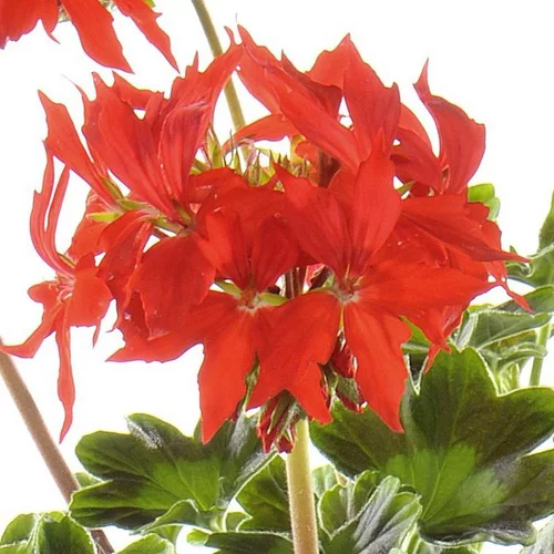 Géranium Zonal à fleurs étoilées multicolores - Le pot de 9 litres