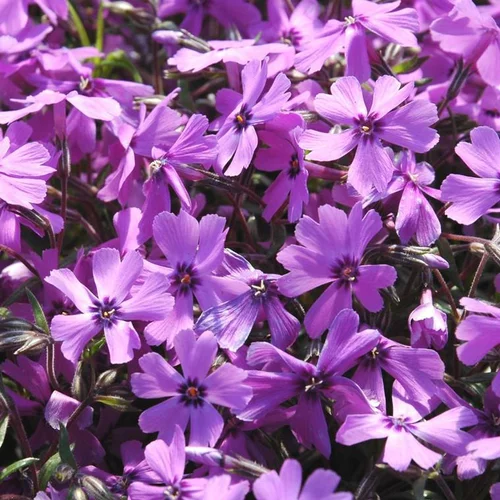 Phlox Subulata - Le pot de 1 litre