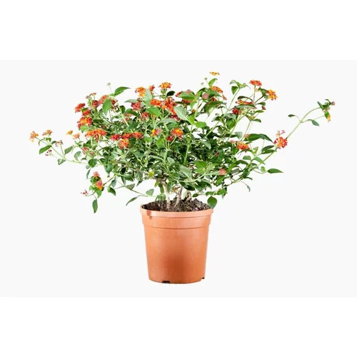 Lantana Camara (Lantanier) en pot de 5 L orange