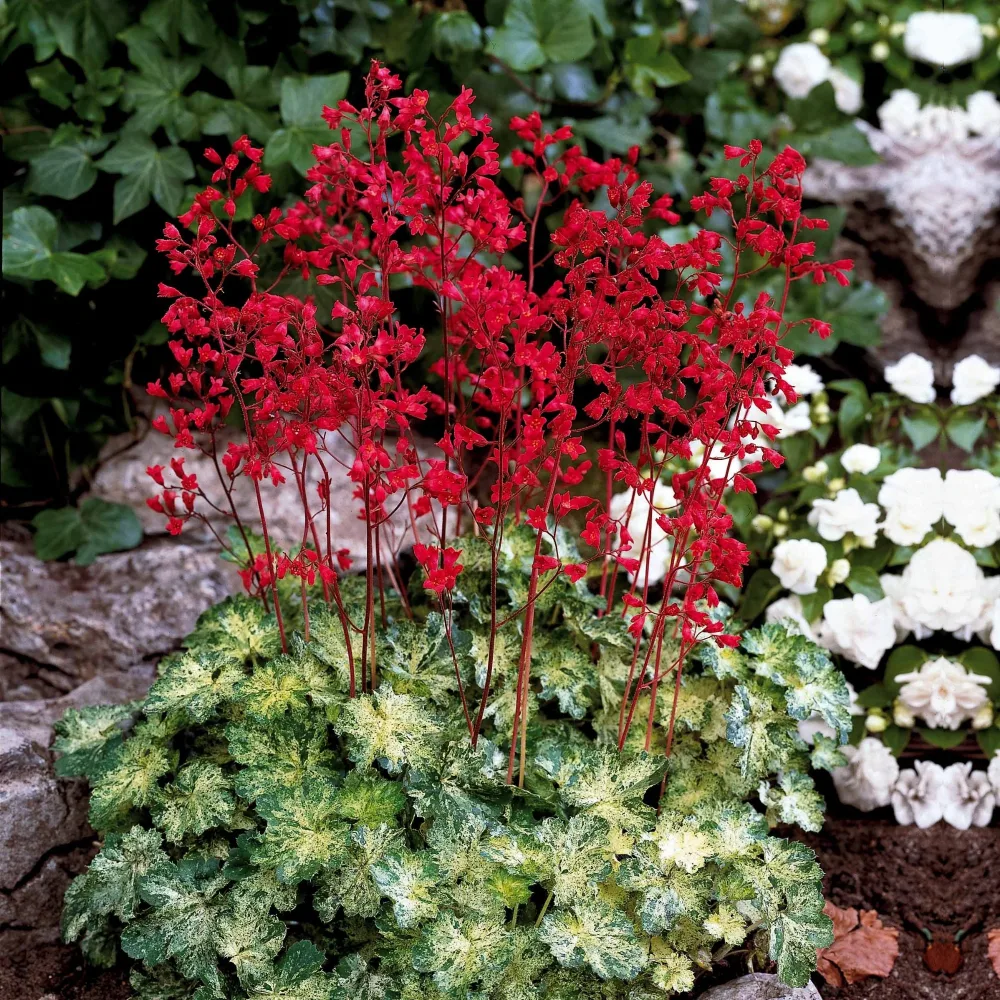 3 Heuchères hybride Hercules ® Heuchera hercules