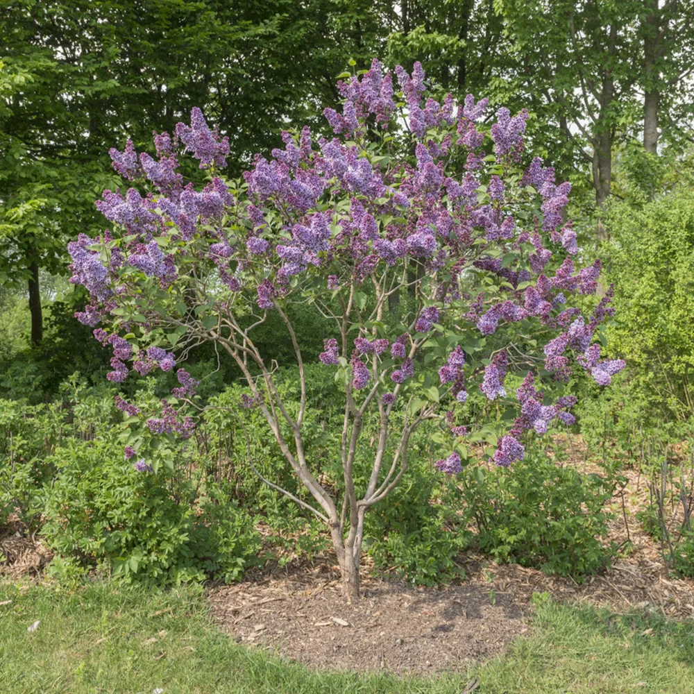 Lilas Sensation Syringa vulgaris sensation