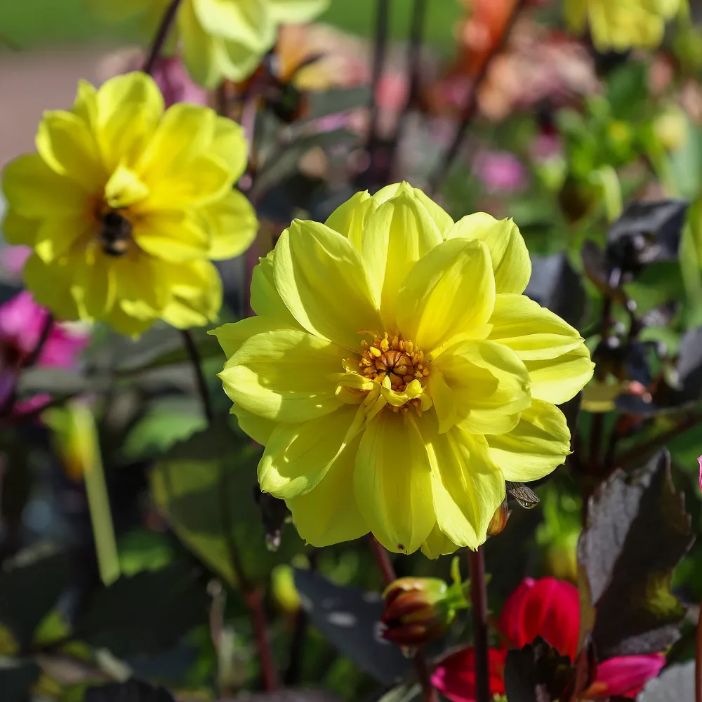 Dahlia jaune Dahlia yellow