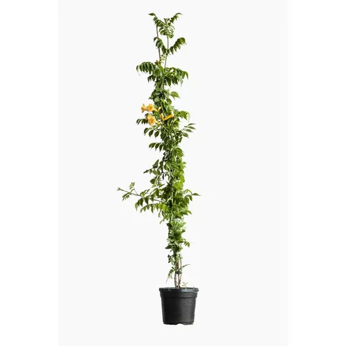 CAMPSIS RADICANS FLAVA. Le pot de 7 litres