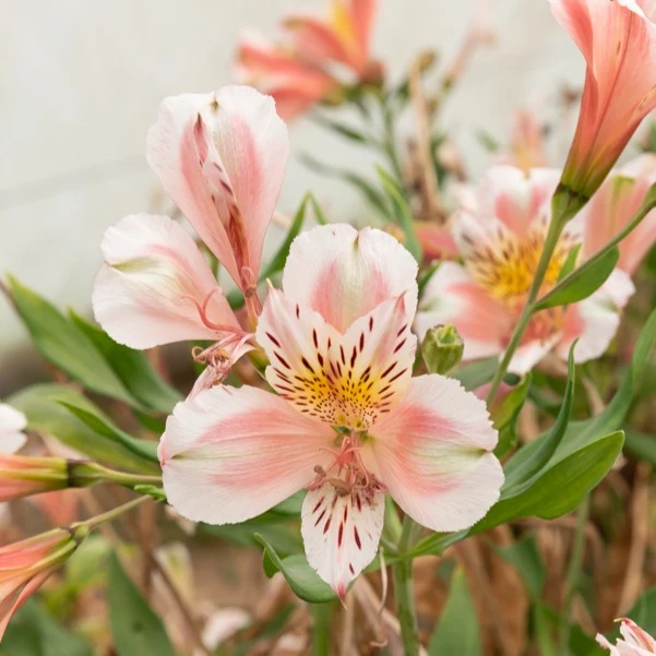 Lys des Incas - Alstroémère Duc d'Anjou Jean Alstroemeria Duc d'Anjou Jean