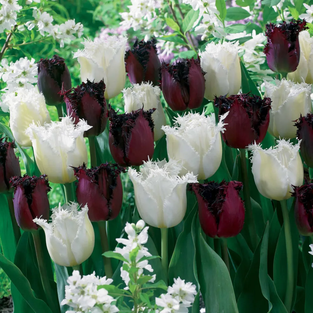 10 Tulipes frangées Pôle Nord et Labrador en mélange Tulipa north pole , labrador