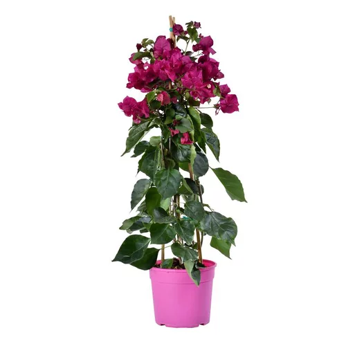 Bougainvillier ou Bougainvillée Tippi à fleurs roses - Le pot Ø 13 cm