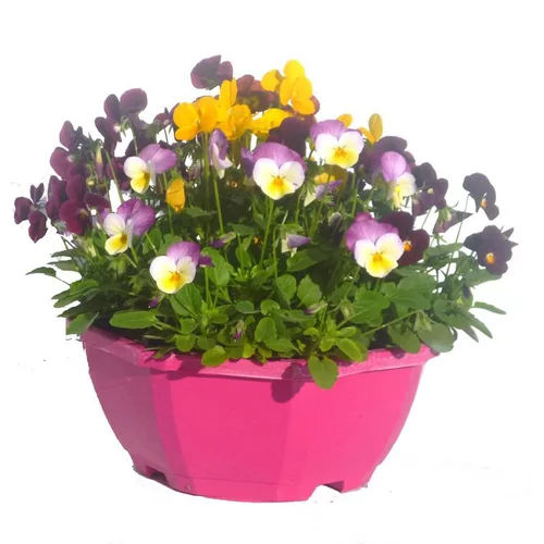 violette cornue - La coupe de Ø 27 cm
