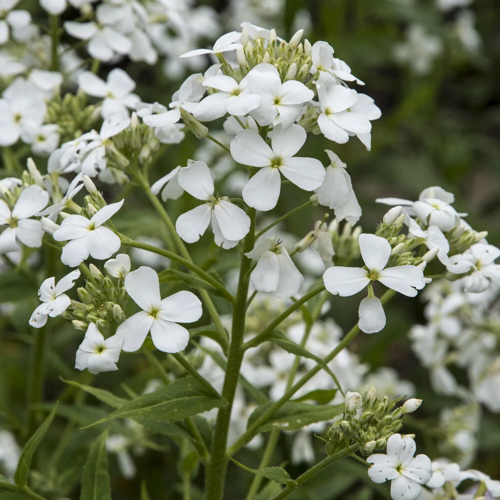 Julienne des Dames à fleurs blanches Hesperis matronalis Alba