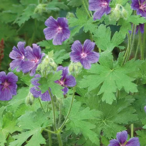 Geranium Magnificum Bleu - Le pot de 9 x 9 cm